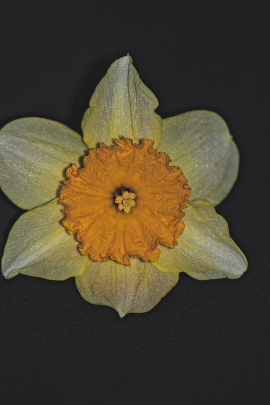 Нарцисс - Giant Tao /