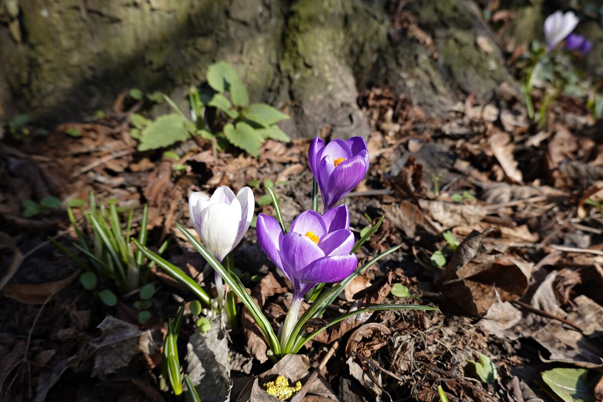 ."...А можно я опять про нежность, Про дней летящих белоснежность,..." - Галина ."...А можно я опять про нежность, Про дней летящих белоснежность,..." - Галина