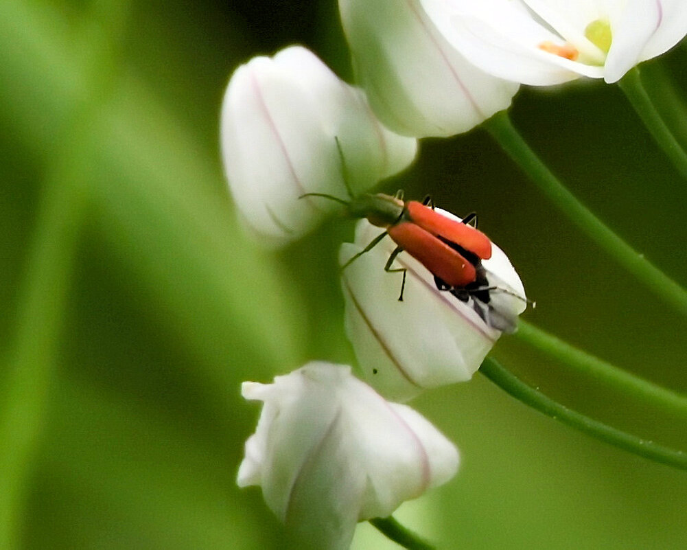 из серии"Я мира коснулся любящей рукой" - Boris Gantselevich из серии"Я мира коснулся любящей рукой" - Boris Gantselevich