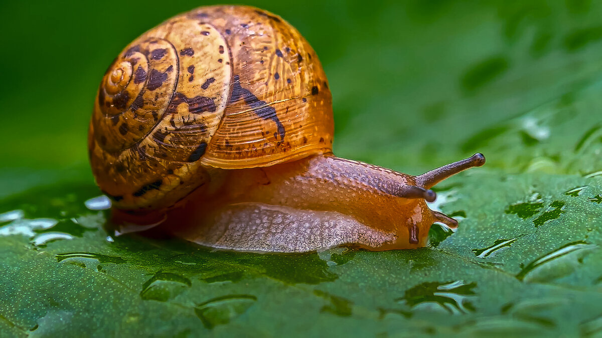 Виноградная улитка - Aleksey Afonin Виноградная улитка - Aleksey Afonin