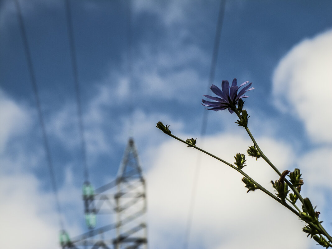 Цикорий & ЛЭП - Коля Лукашов Цикорий & ЛЭП - Коля Лукашов