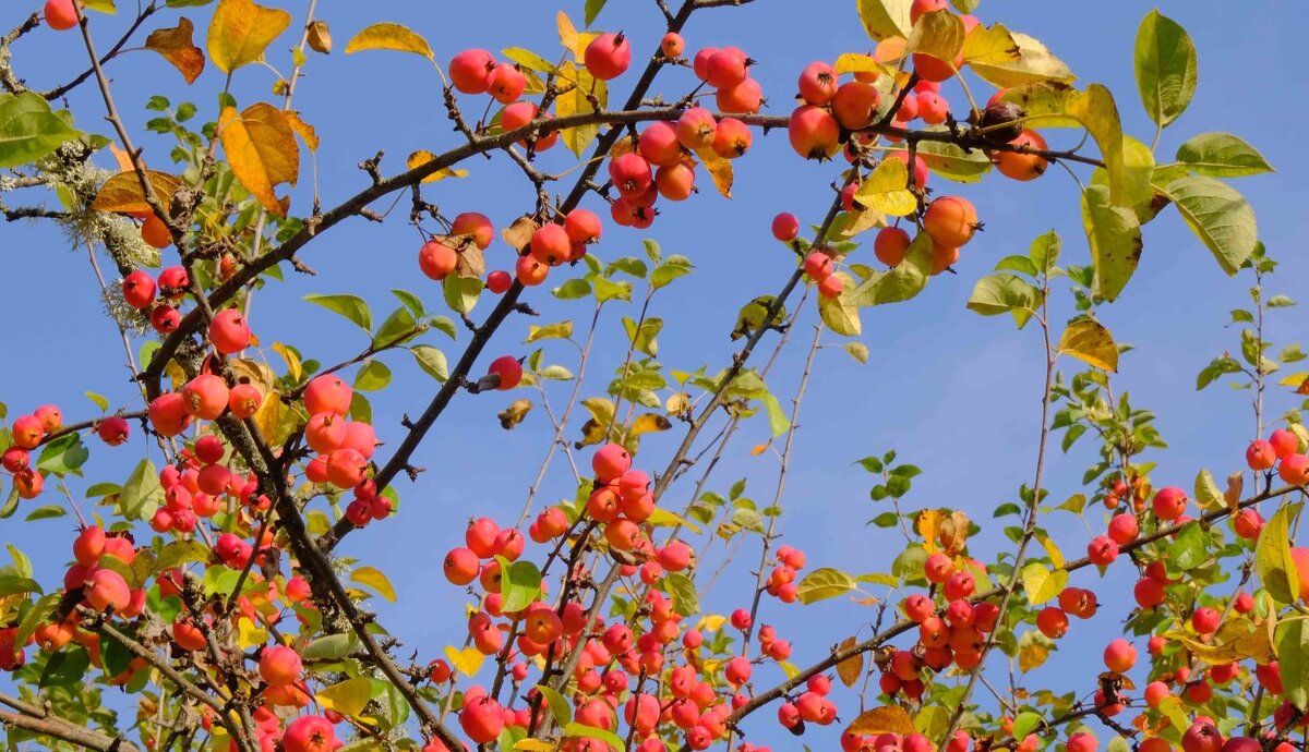 Яблочное небо - Олег Зоркий