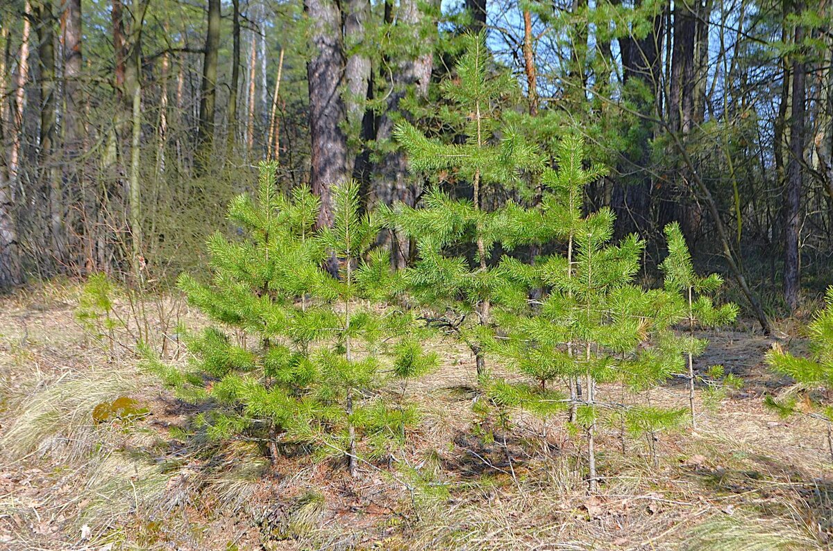 В весеннем лесу - Татьяна Тюменка