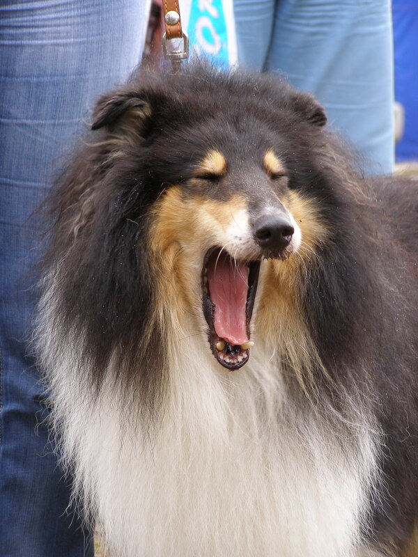 Моя колли - Николай ntv