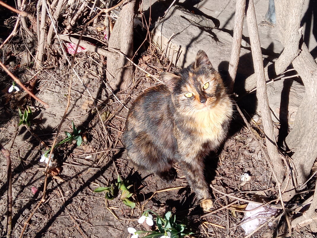 Кошка - Алексей Р.