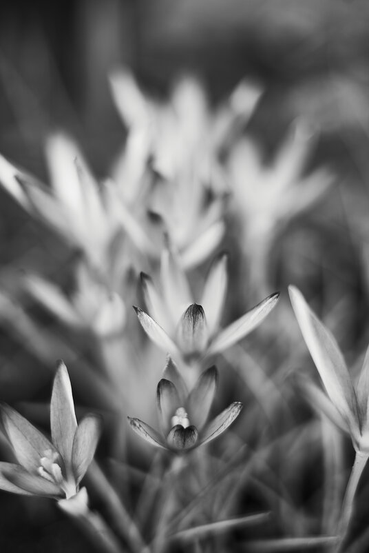 крокусы черно белое - Александр Леонов