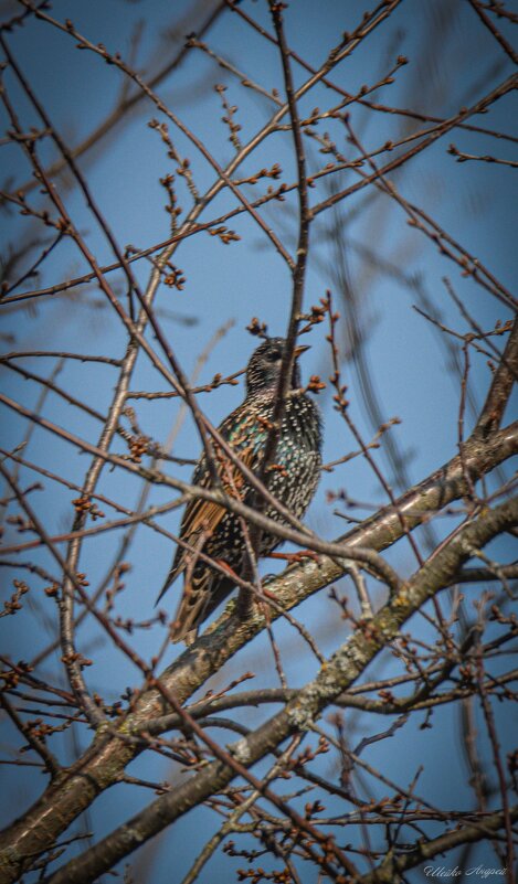 Певец - красавЕц... - Андрей Шейко