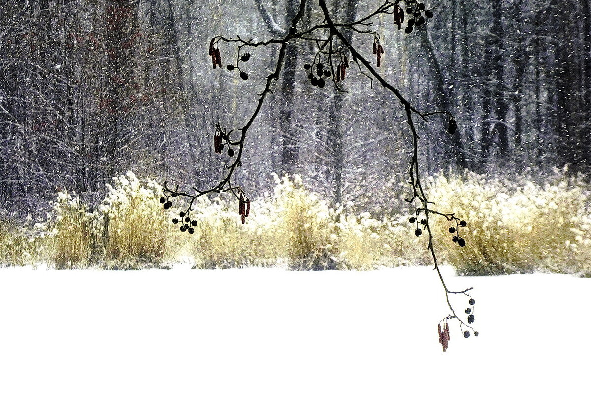 Ветка ольховая... - Владимир Шошин Ветка ольховая... - Владимир Шошин