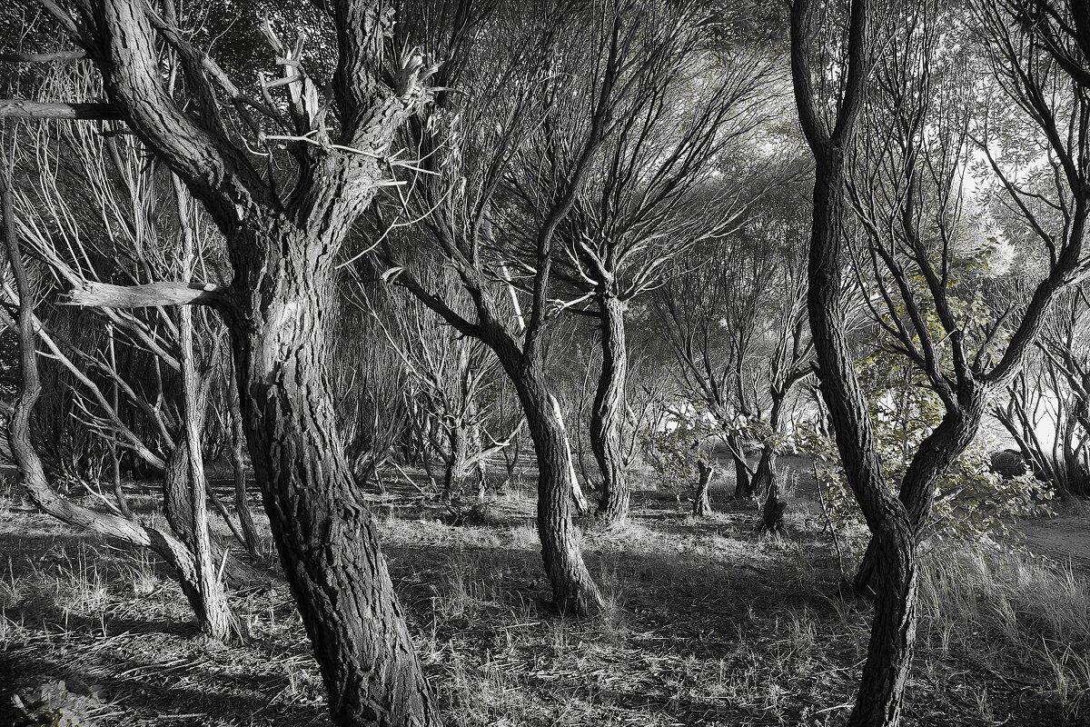 Лес - Василий Дворецкий