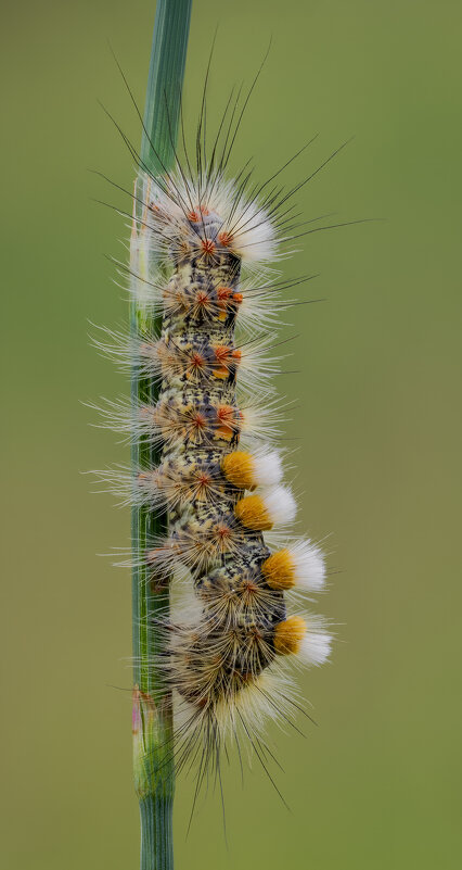 Гусеница.Кистехвост Степной (Orgyia dubia) - Александр Григорьев Гусеница.Кистехвост Степной (Orgyia dubia) - Александр Григорьев
