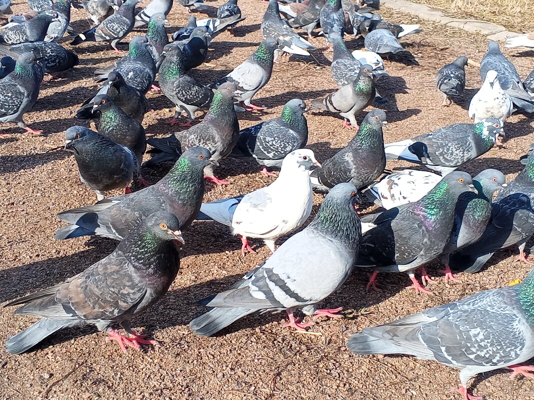 Голуби - Сапсан 