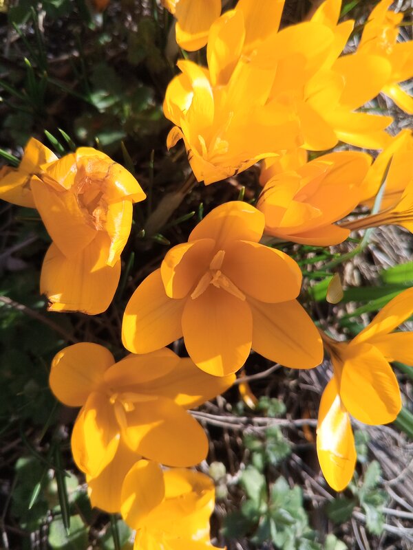 Крокус - Сапсан 