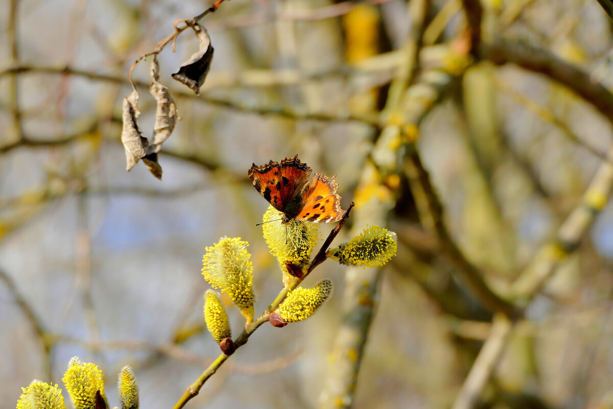 Бабочки марта 2025 3 - Александр Прокудин Бабочки марта 2025 3 - Александр Прокудин
