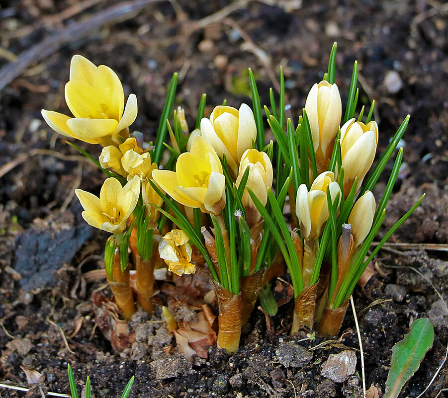 Вестники весны - Светлана Вестники весны - Светлана