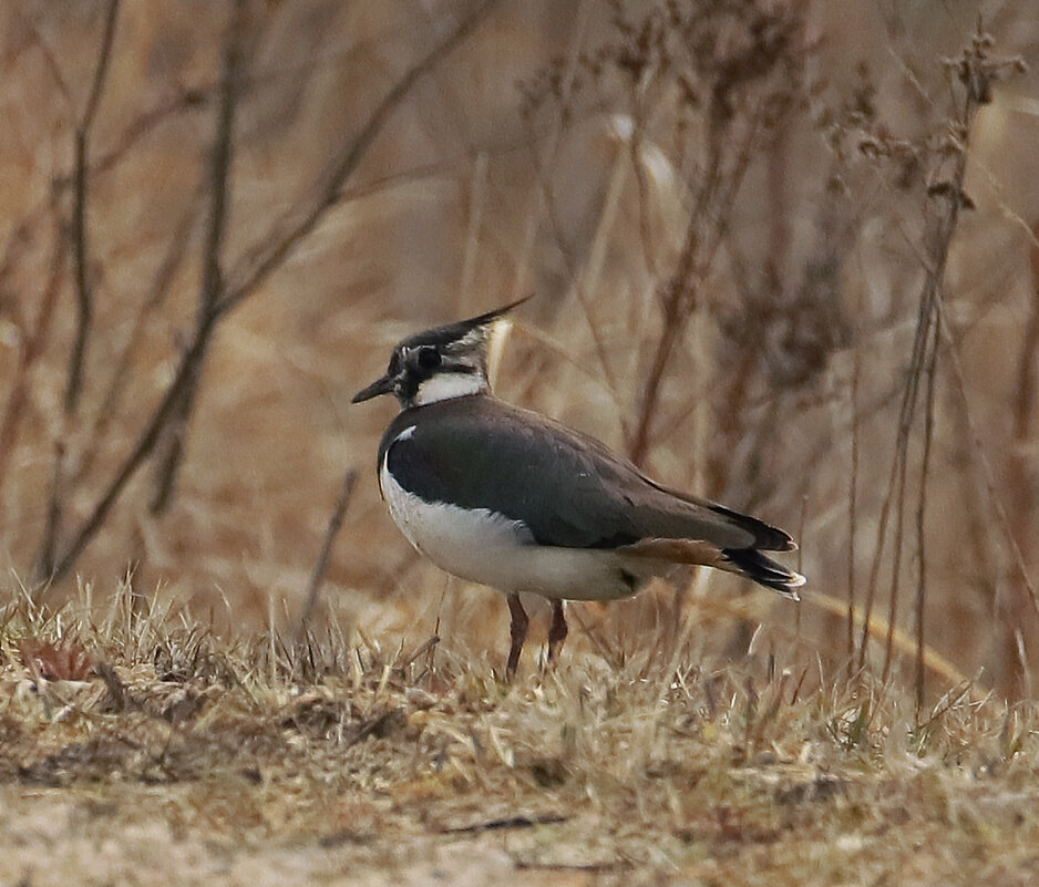 У дороги чибис - Светлана У дороги чибис - Светлана