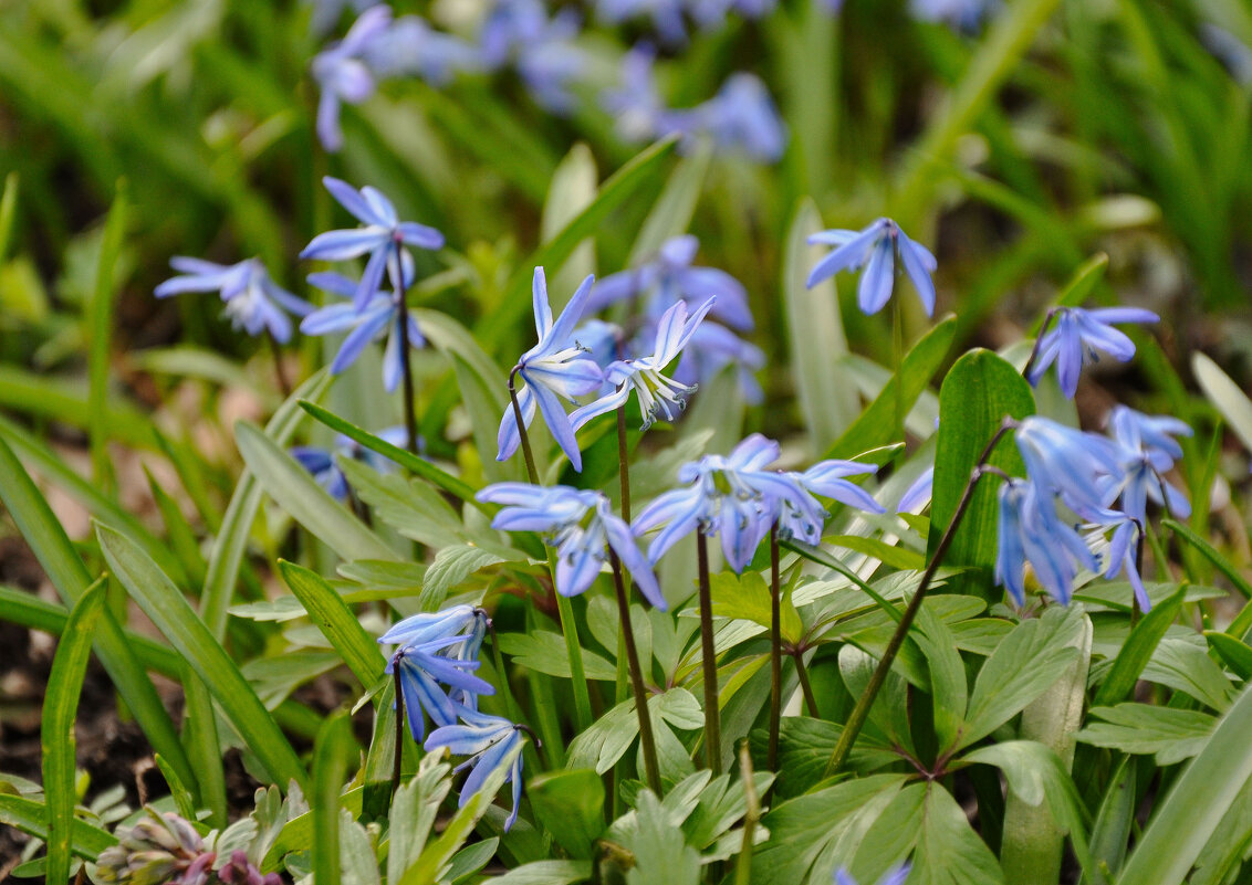 Подснежники - Татьяна Машошина