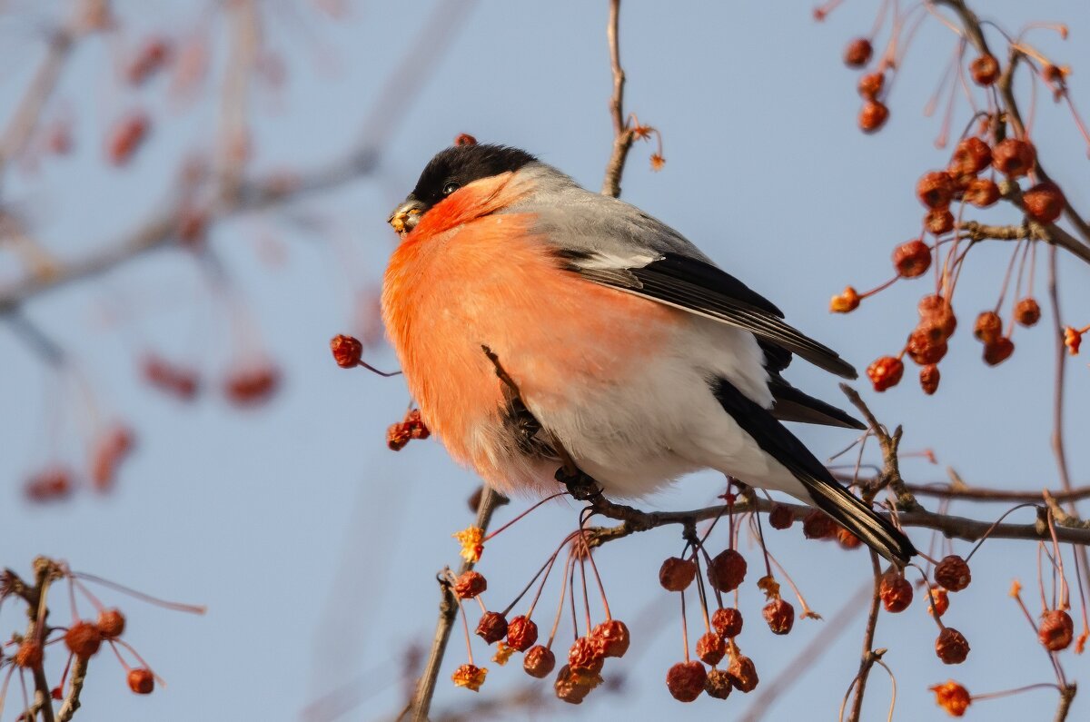 Красавчик. - Виктор Иванович Чернюк