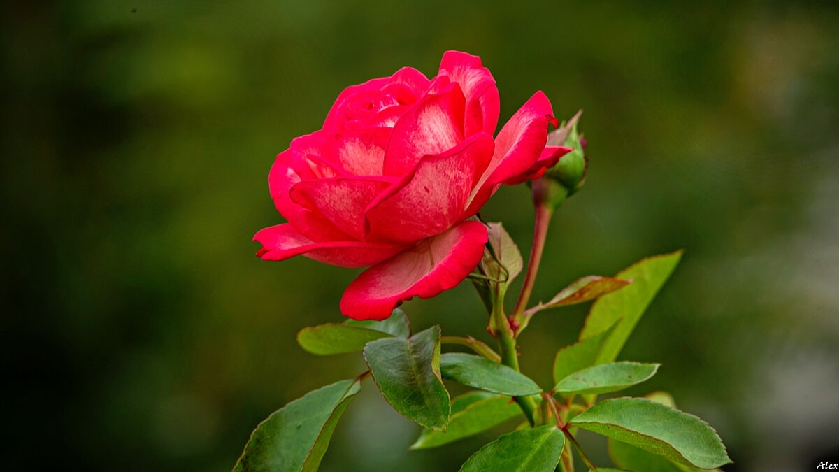 3771 - Alex . 3771 - Alex .