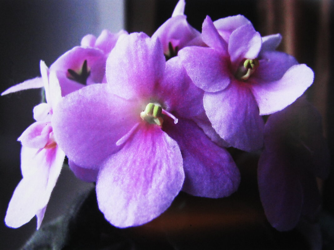 Нежная фиалка - Людмила Смородинская Нежная фиалка - Людмила Смородинская