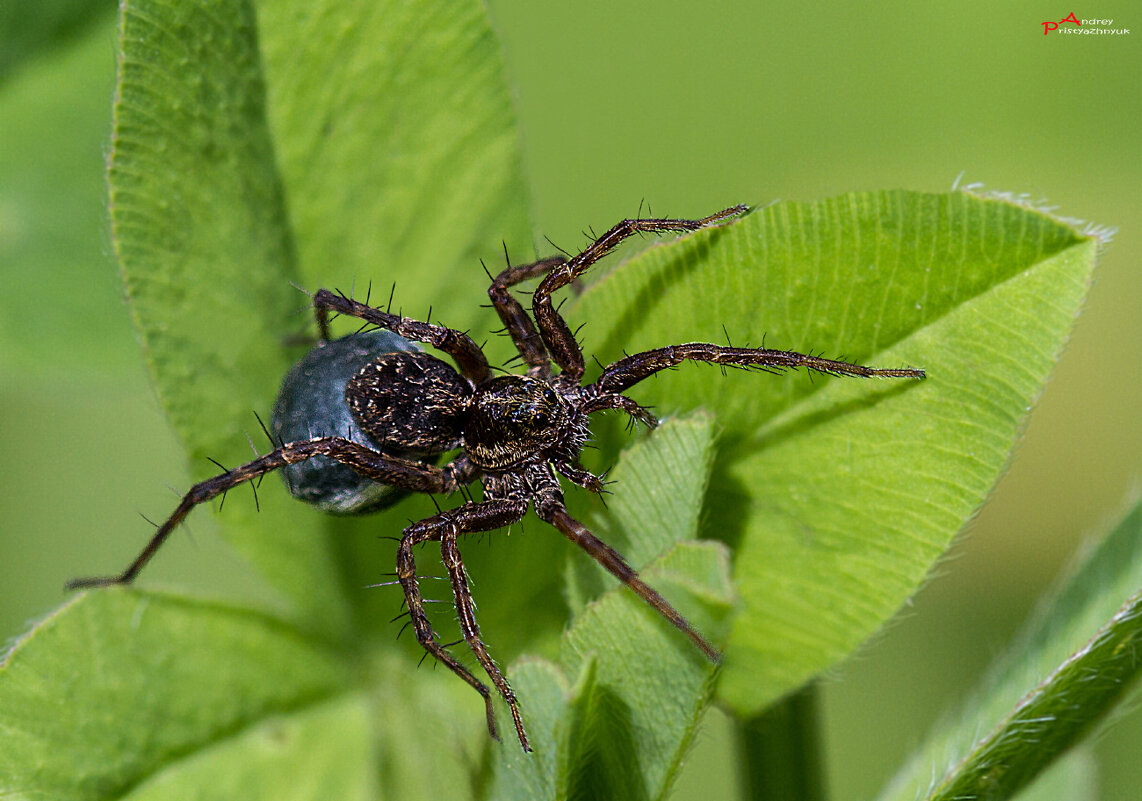 На листике... - Андрей Пристяжнюк На листике... - Андрей Пристяжнюк
