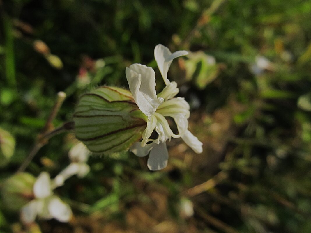 хлопушка - Елена Шаламова