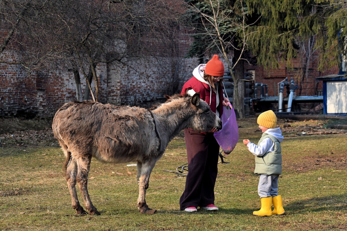 Все любят морковку. - Татьяна Помогалова