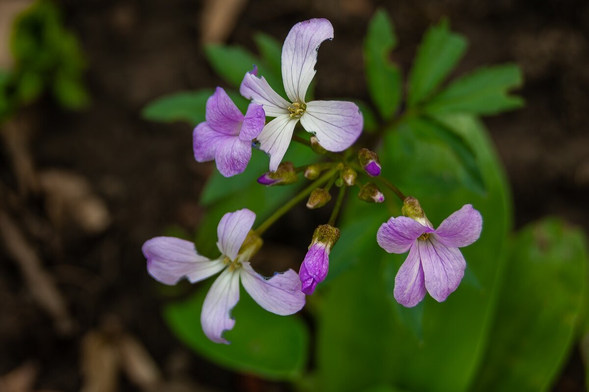 Зубянка пятилистная - Игорь Сикорский