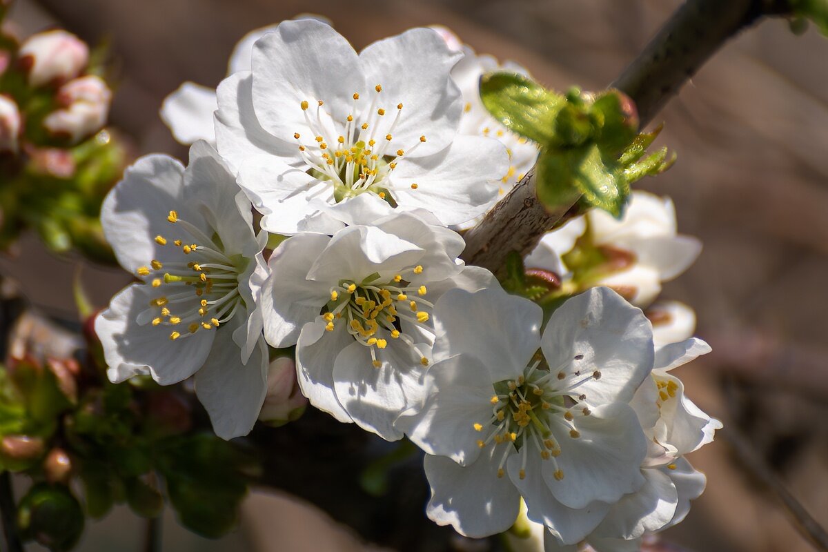 Опять зацвели сады - Игорь Сикорский Опять зацвели сады - Игорь Сикорский