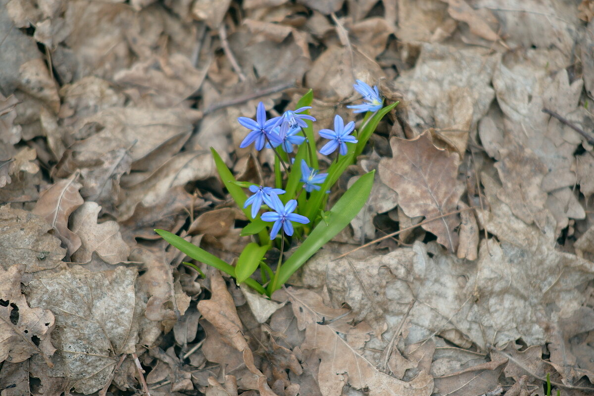 Радость в дубовой роще - Сеня Белгородский Радость в дубовой роще - Сеня Белгородский