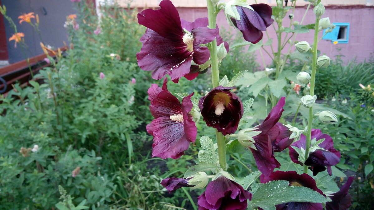 ,,, - Сергей Тимоновский ,,, - Сергей Тимоновский