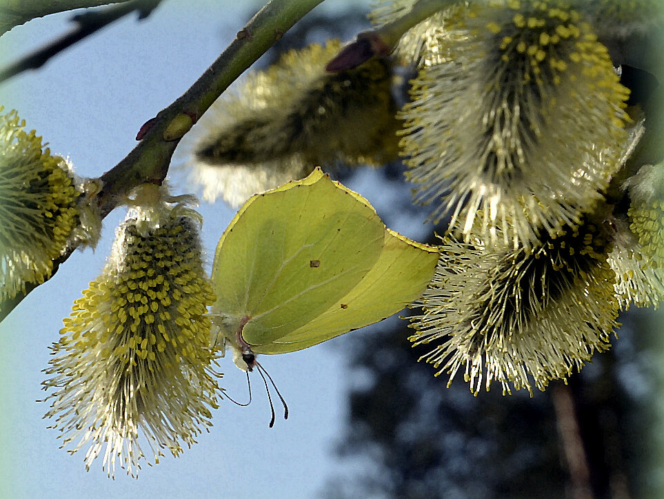 ..с Лимонницей - Aleksandr Gal ..с Лимонницей - Aleksandr Gal