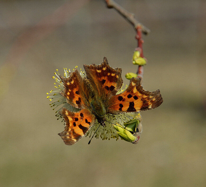 ...сУглокрылкой.. - Aleksandr Gal
