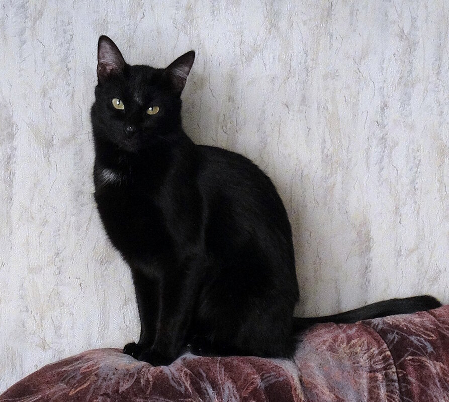 Добрая примета. Кот Василий - Ольга Довженко