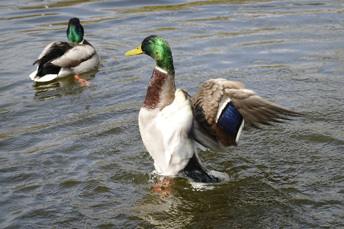 Веселые уточки....)) - Галина 