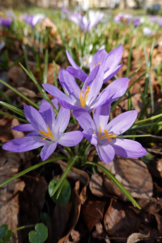 Прикоснуться к красоте можно только сердцем.  Павол Орсаг Гвездослав... - Галина 