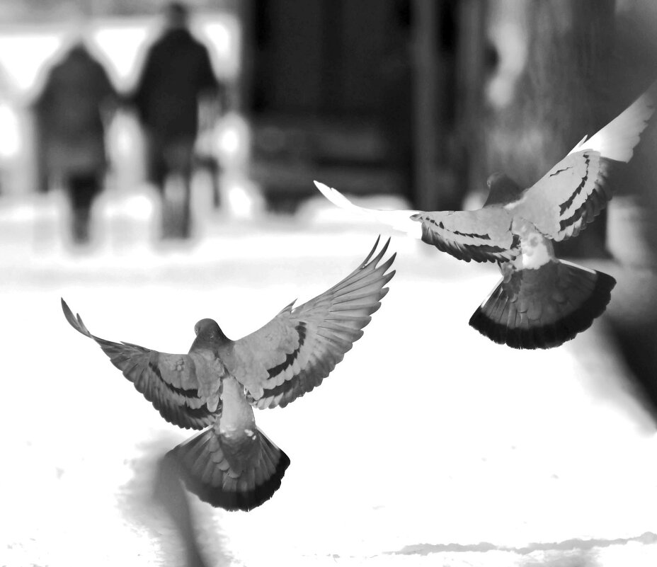 Оберегая - Марина Фомина. Оберегая - Марина Фомина.