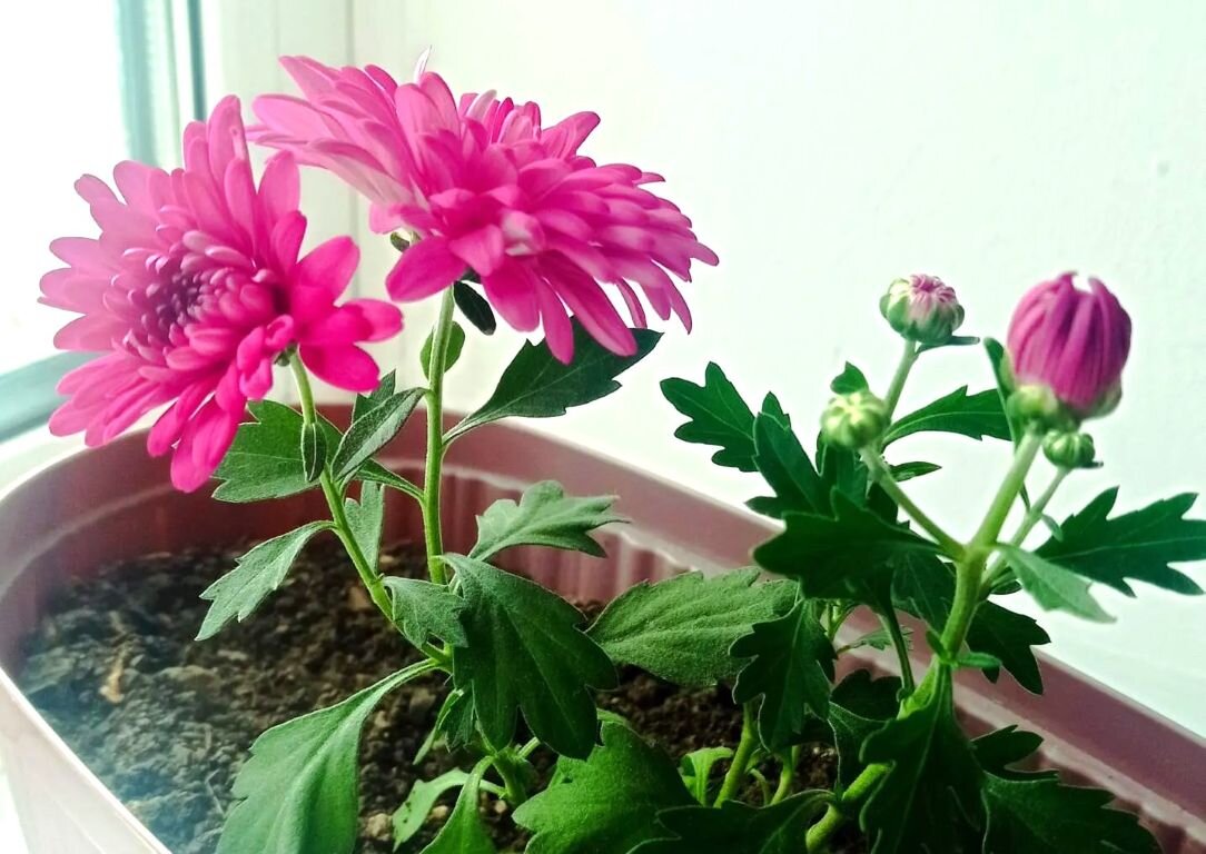 любимые цветы - Ольга Конькова