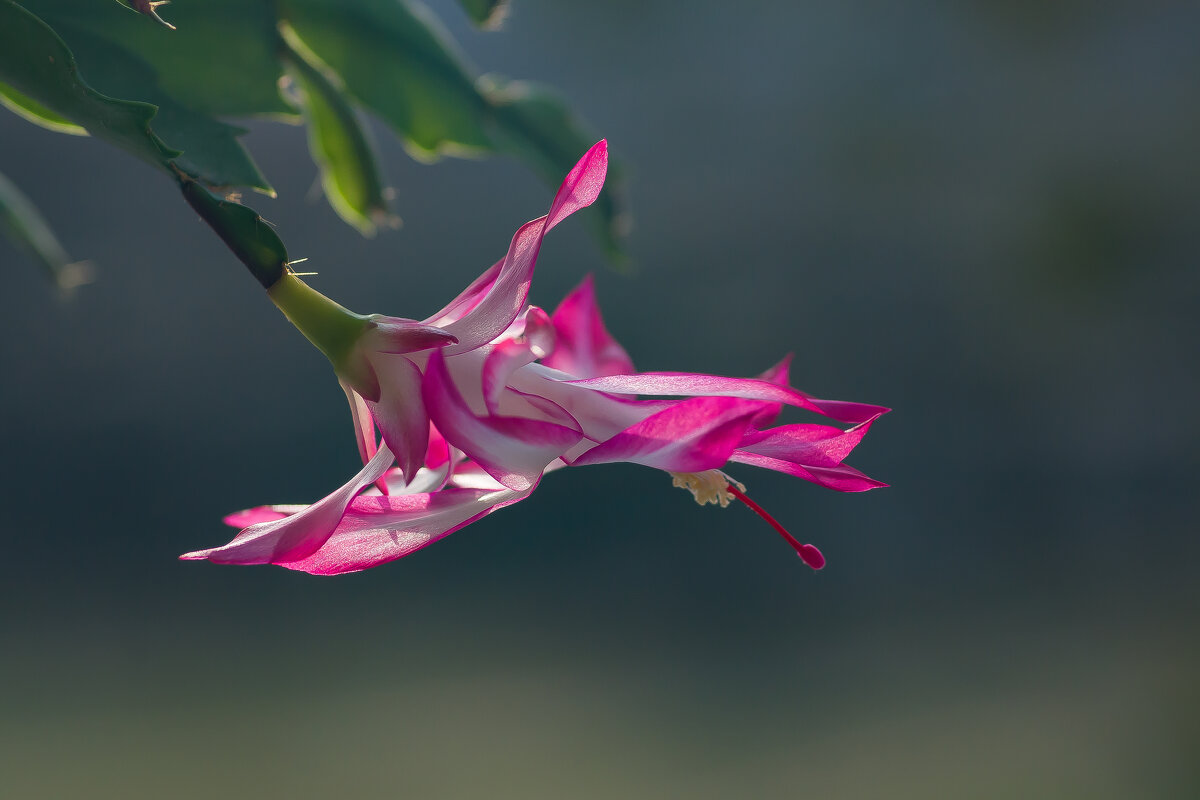 Декабрист. - Sergey (Apg)