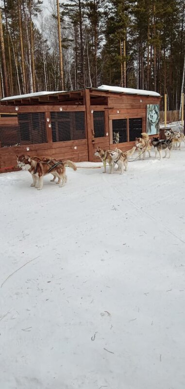 Байкал. Листвянка. Питомник ездовых собак - Ирэн 