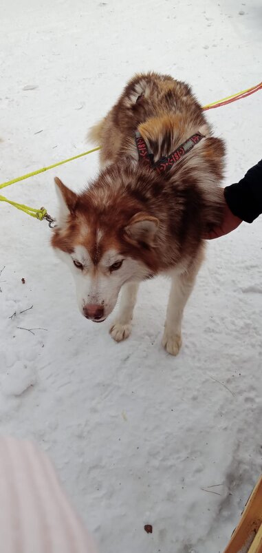Байкал. В питомнике ездовых собак - Ирэн 