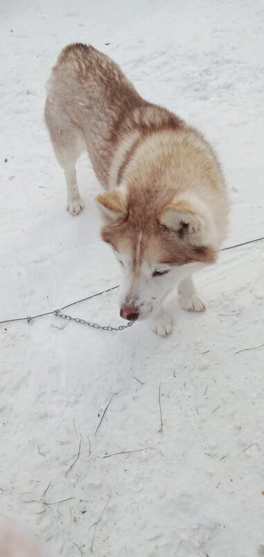 Байкал. В питомнике ездовых собак - Ирэн 