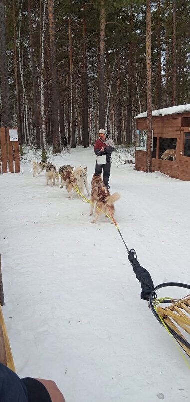 Байкал. Листвянка. Питомник ездовых собак - Ирэн Байкал. Листвянка. Питомник ездовых собак - Ирэн