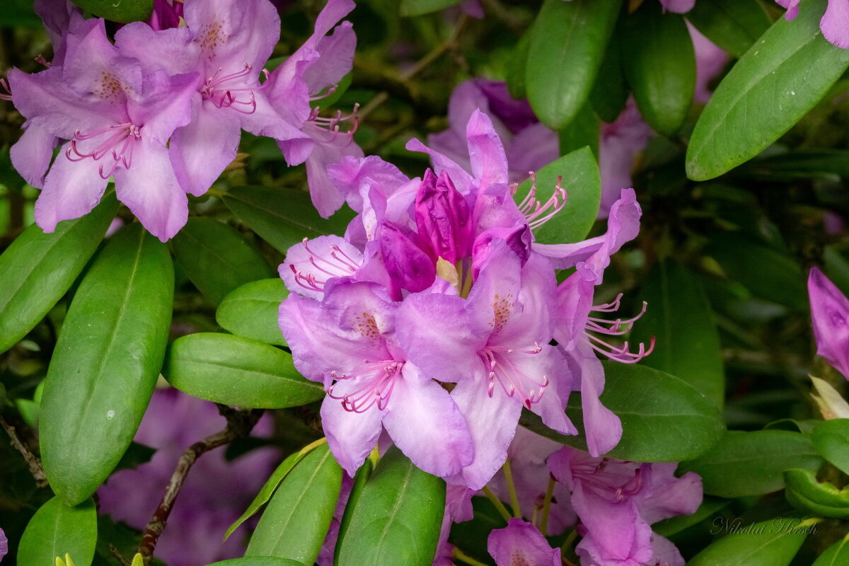 Этюд с рододендроном... - Николай Гирш Этюд с рододендроном... - Николай Гирш