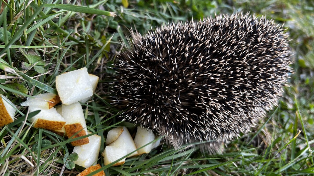 ... - "The Natural World" Александер ... - "The Natural World" Александер