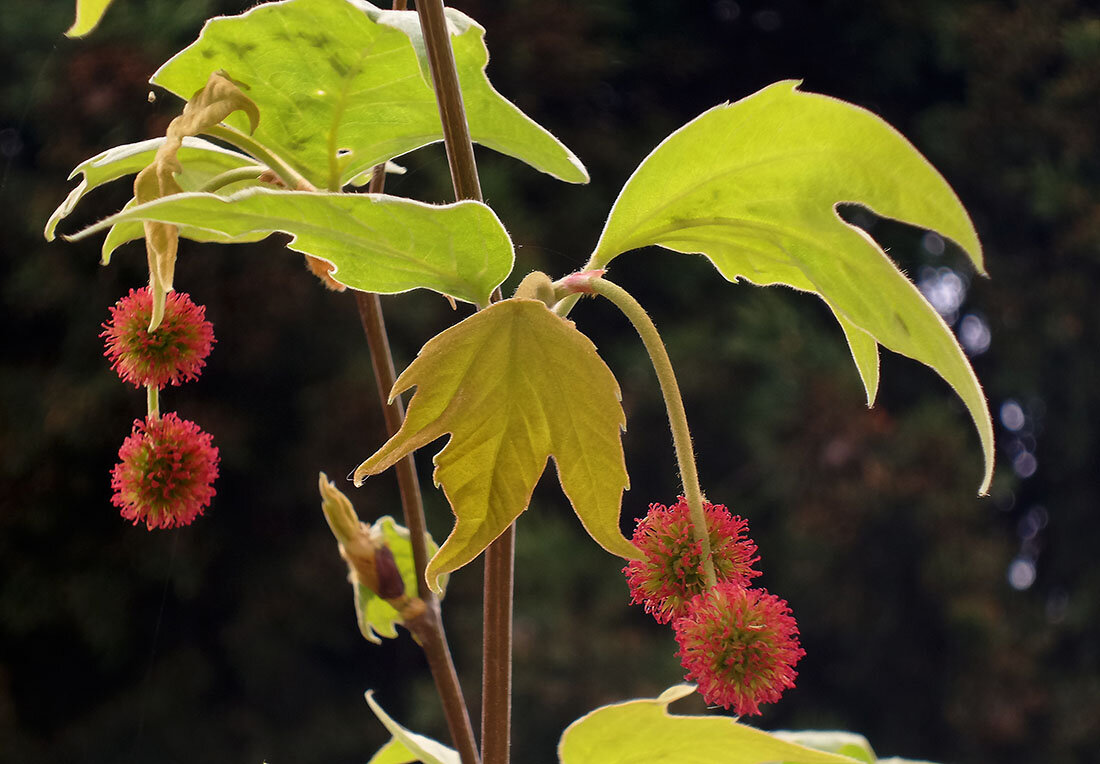 весенний платан - Ольга весенний платан - Ольга