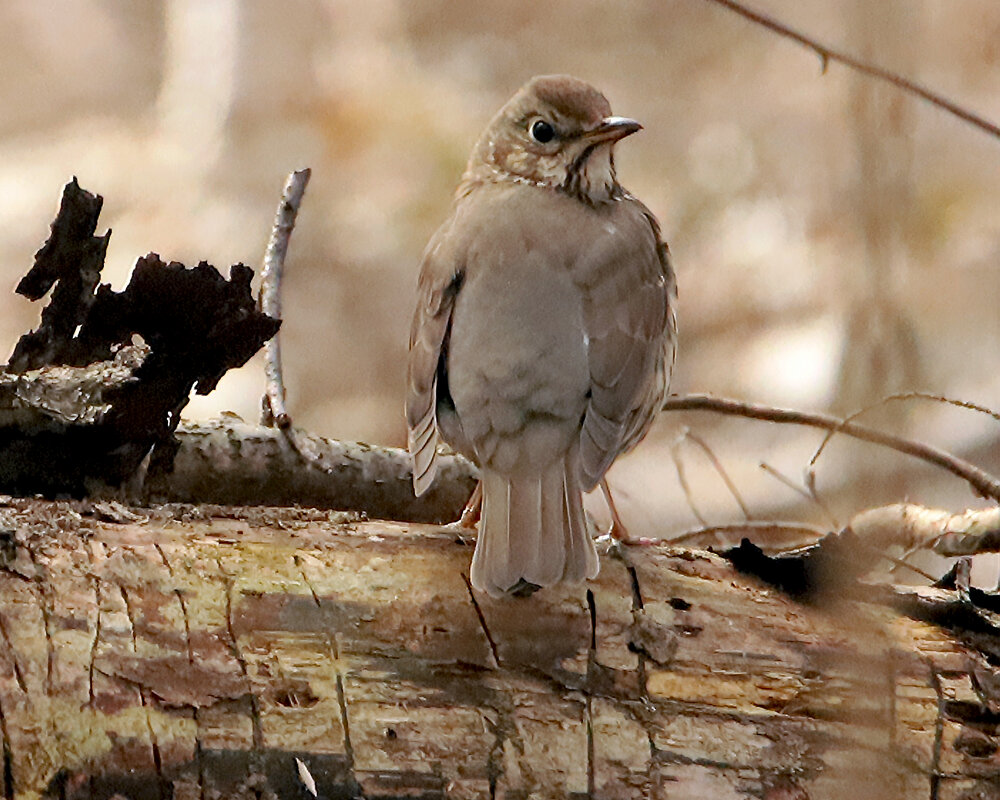 Певчий дрозд - Светлана Певчий дрозд - Светлана