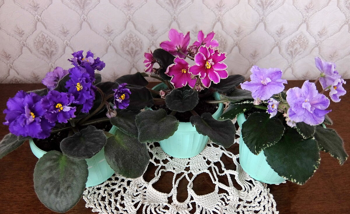 Фиалки цветут для души! - Люба Фиалки цветут для души! - Люба