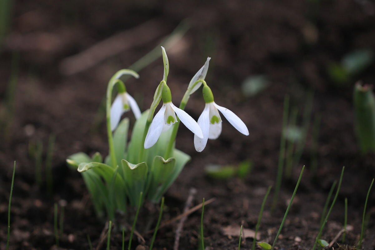 Подснежники - Ninell Nikitina Подснежники - Ninell Nikitina