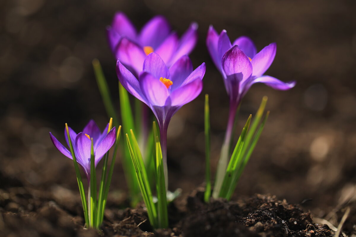 Крокусы - Ninell Nikitina Крокусы - Ninell Nikitina