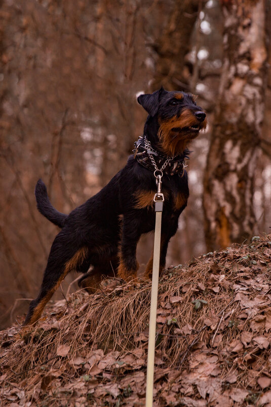 ягд Акбеон Гром - Ирина Солощ ягд Акбеон Гром - Ирина Солощ